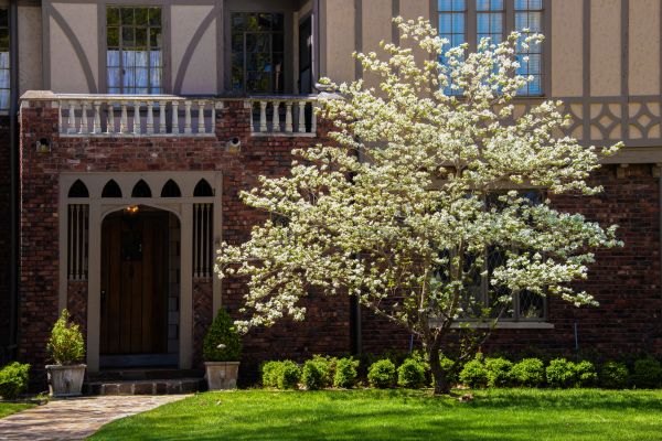 Dogwood Tree Planting in Lawrenceville